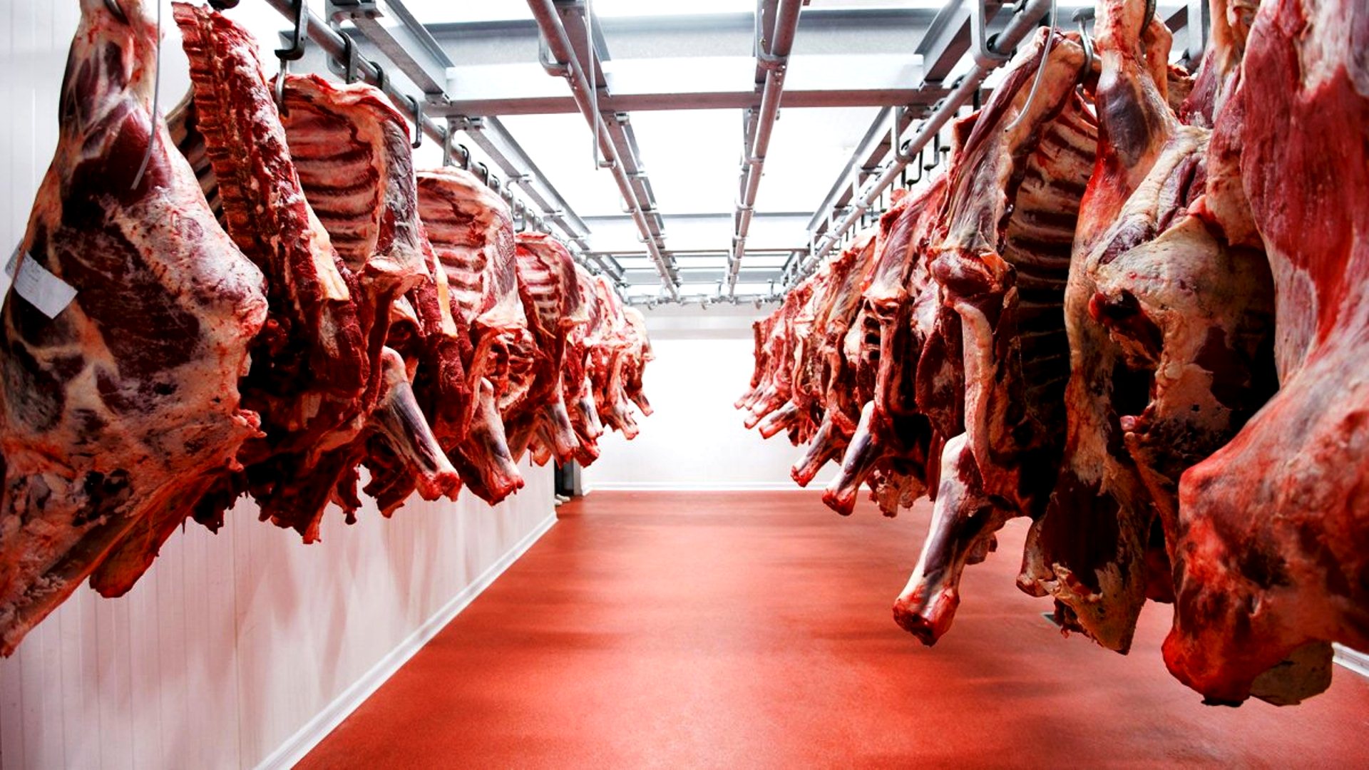 Argentina La Exportacin De Carne Vacuna Creci Un 54 Por Ciento En